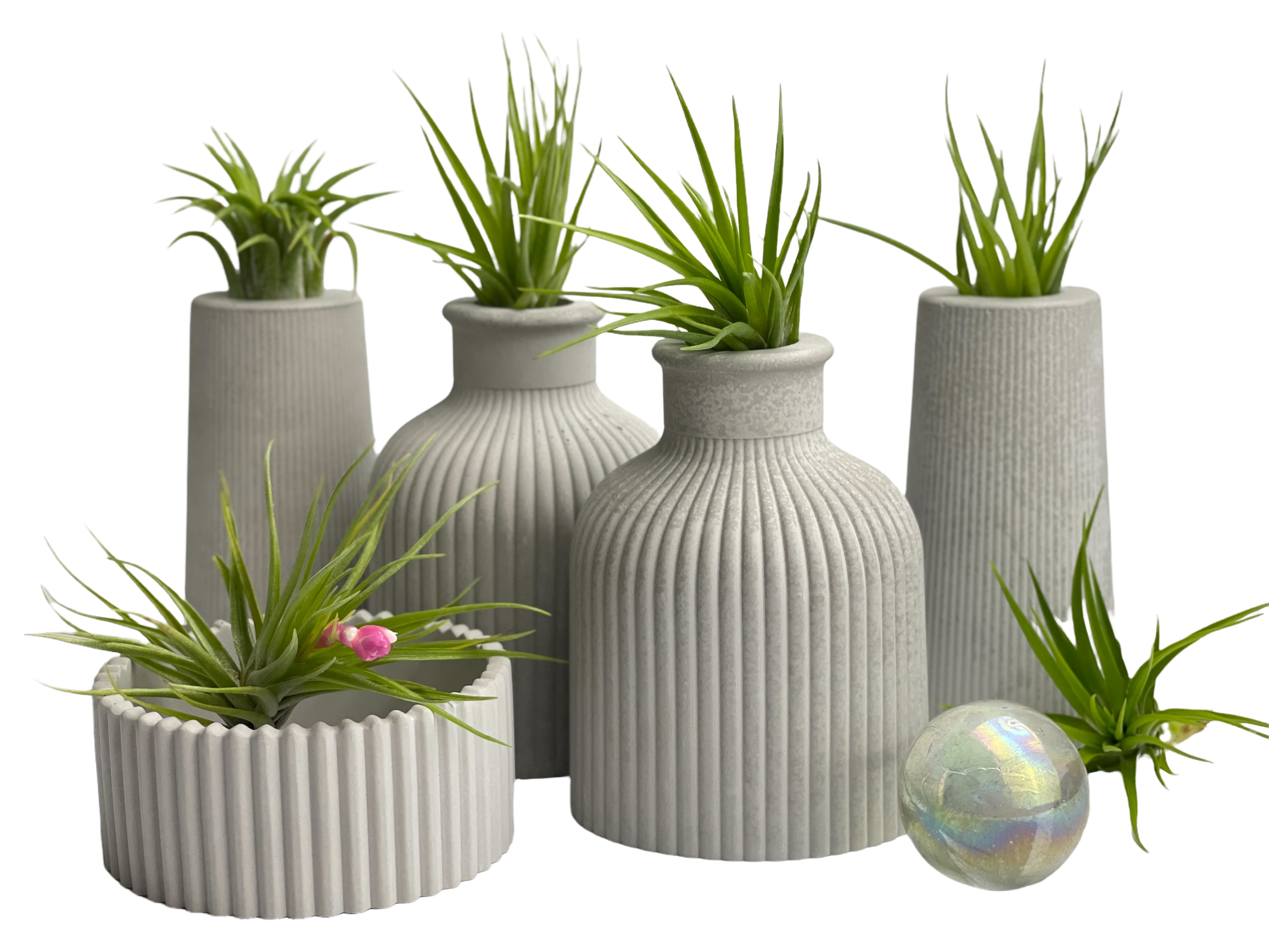 FAT MINI VASE | AIR PLANT HOLDER