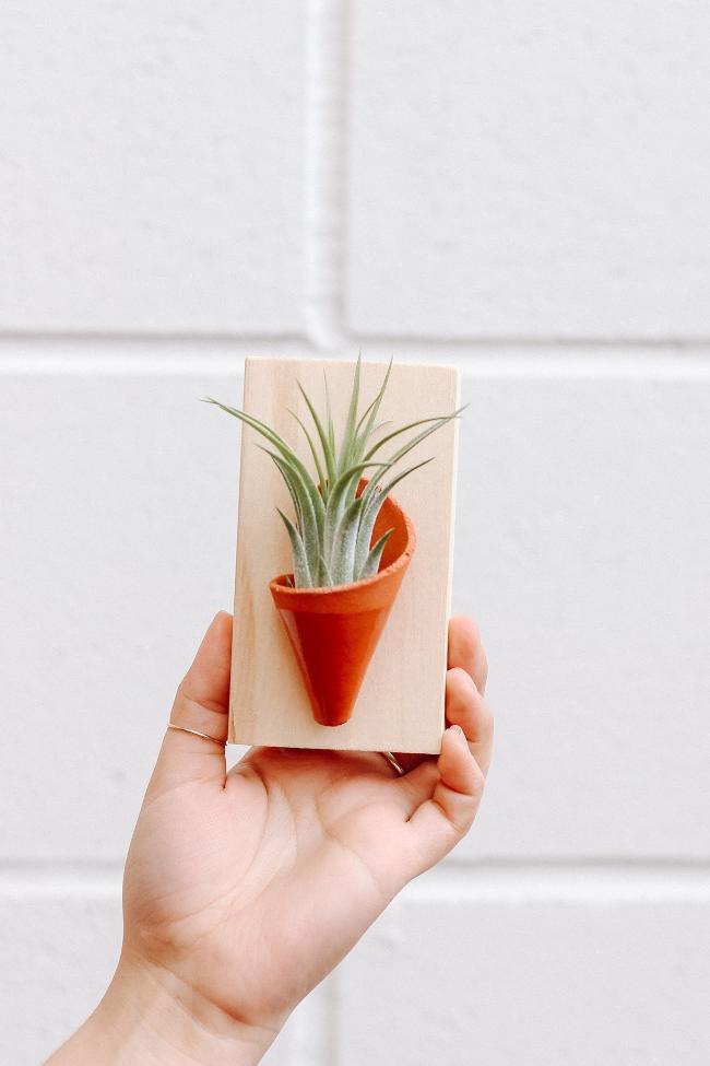 Carter + Rose Ceramic Wall Planter, Tiny