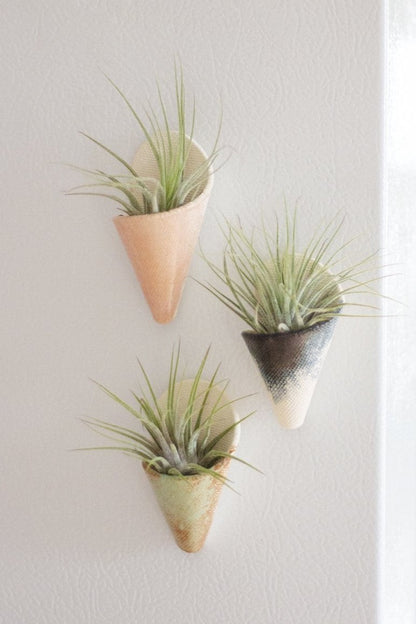 Carter + Rose Wall Planter, Magnet Collection