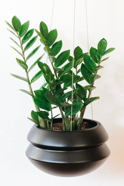 Halo Hanging Planter