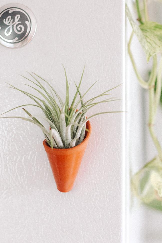 Carter + Rose Wall Planter, Magnet Collection