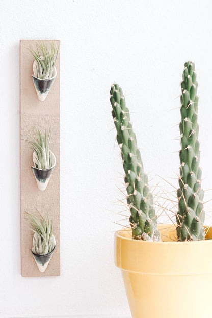 Carter + Rose Ceramic Wall Planter, Triple