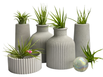 FAT MINI VASE | AIR PLANT HOLDER