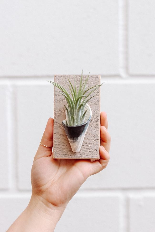 Carter + Rose Ceramic Wall Planter, Tiny
