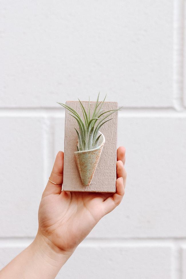 Carter + Rose Ceramic Wall Planter, Tiny