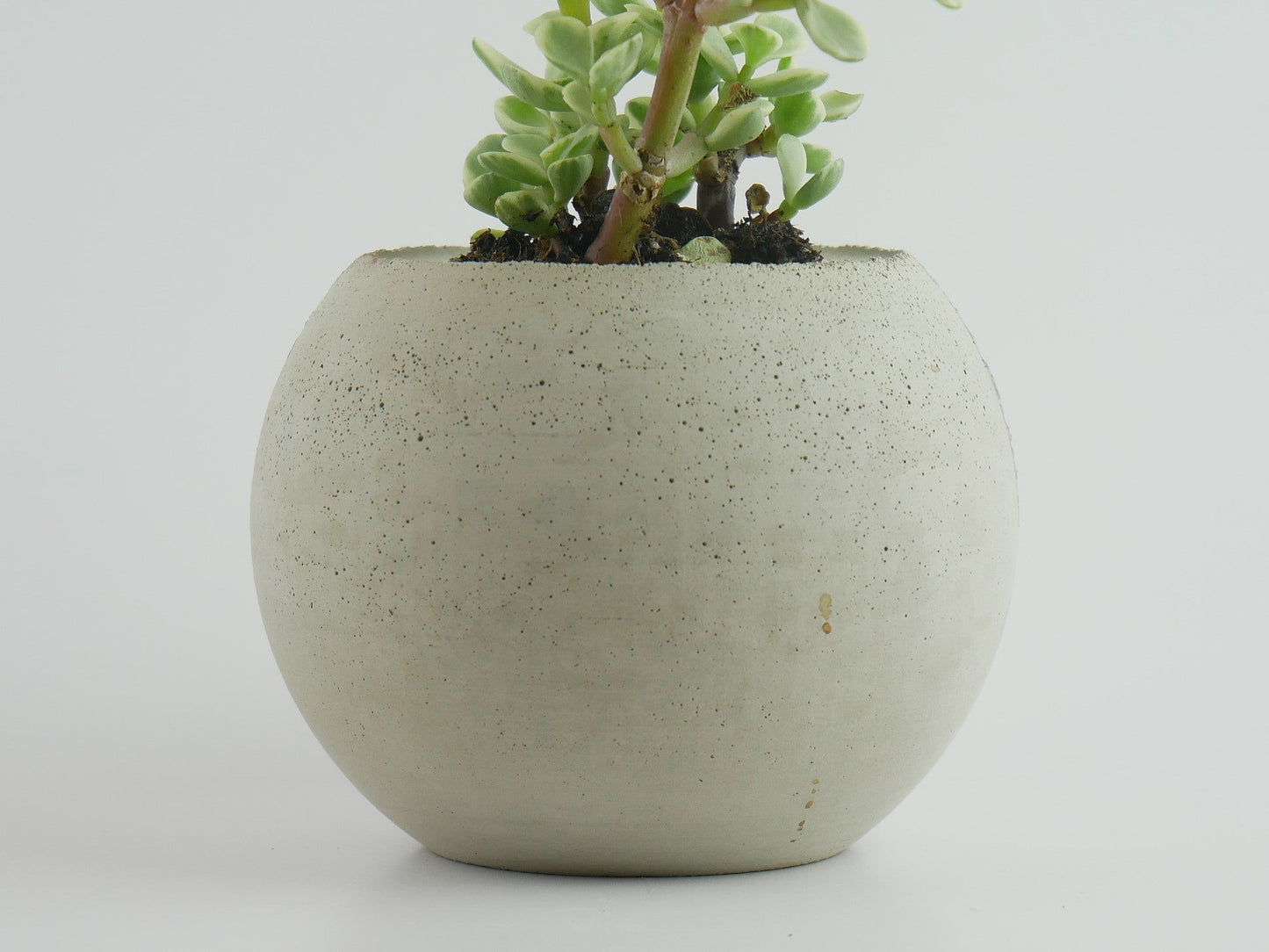 Enkei - Cement Planter -Raw W/Plant